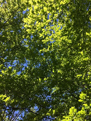 Testimonials. tree dappled light